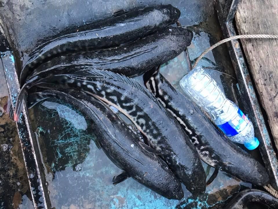 狮子鱼为何在美国泛滥成灾,蛇头鱼在中国为什么不泛滥