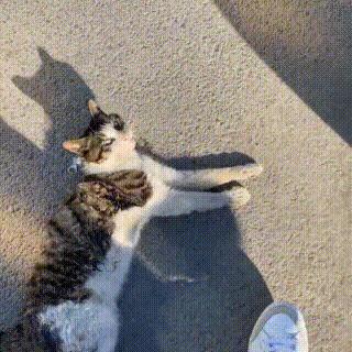 狸花猫被撞了,狸花猫受重伤