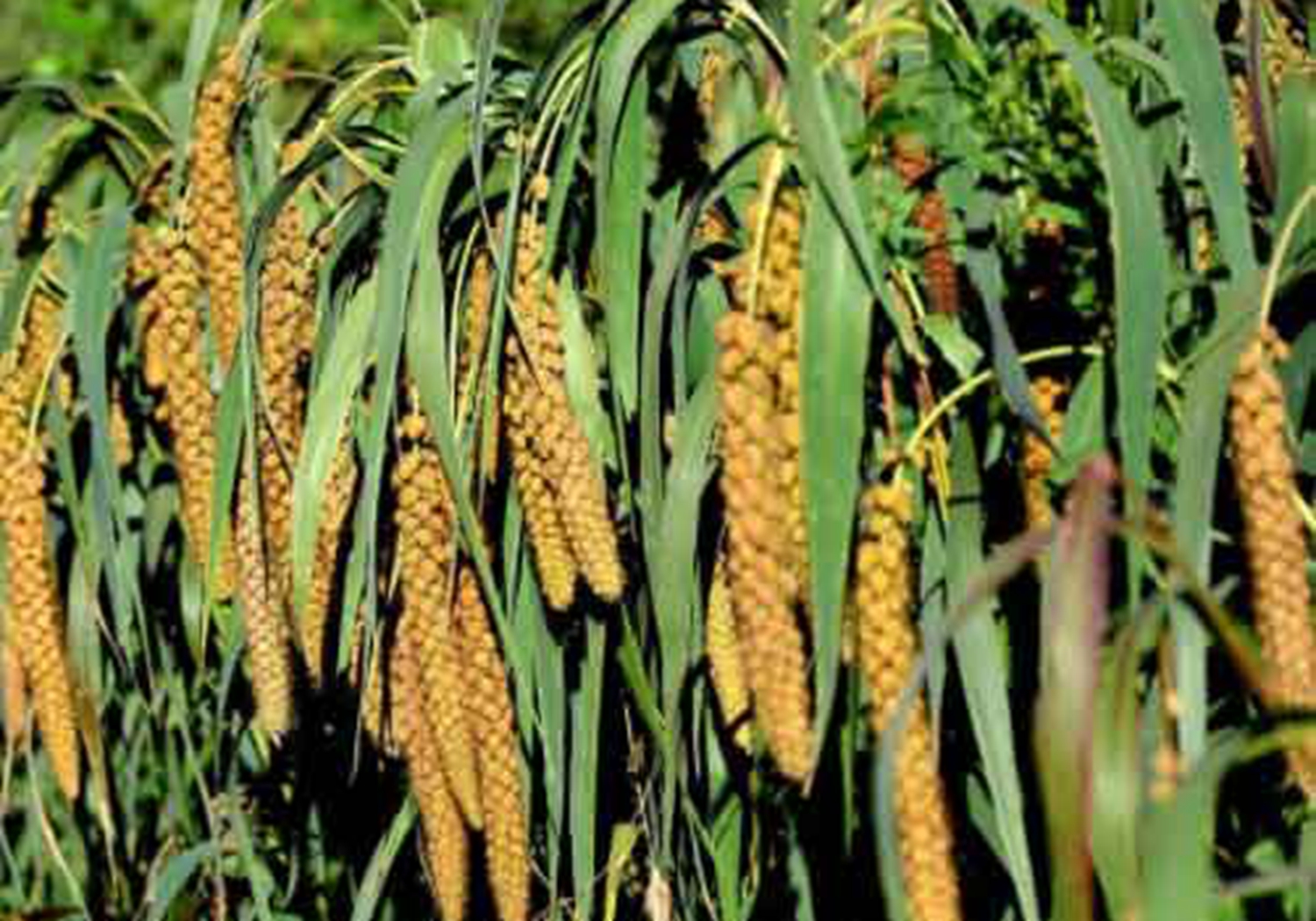 谷子种植，了解好谷子生长发育的需求，满足所需才能长得好