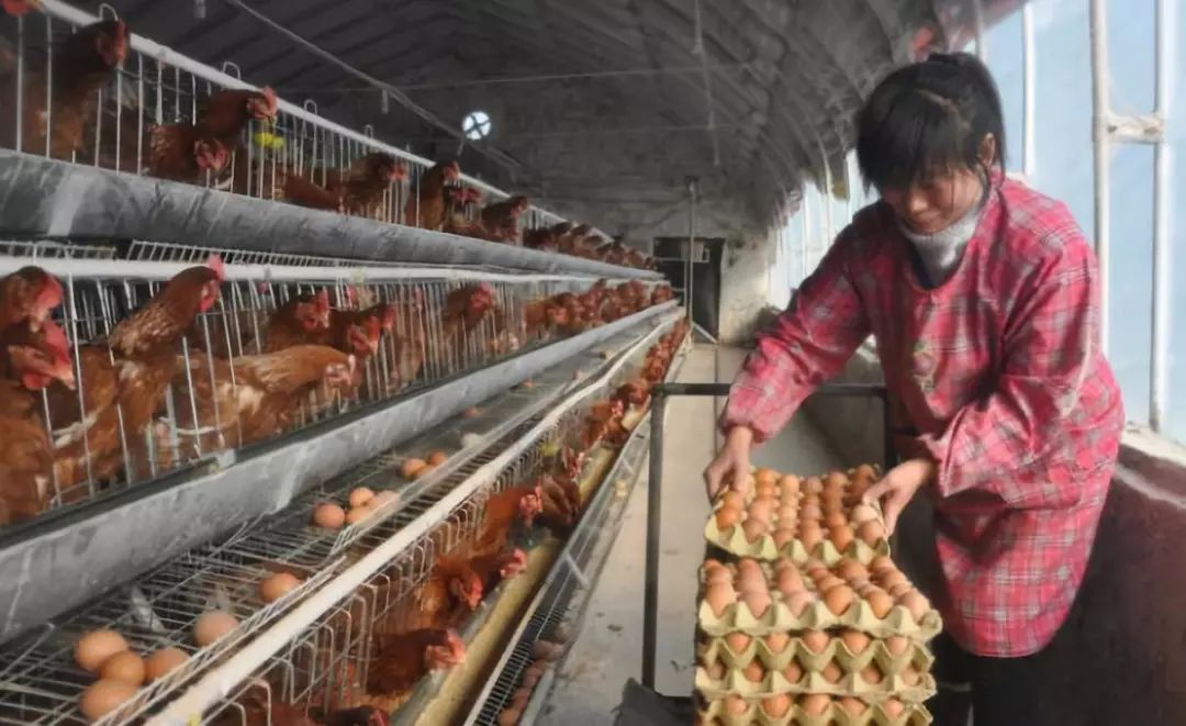 蛋鸡产蛋率上不去原因,为什么蛋鸡抱窝不产蛋