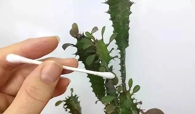 室内植物病虫害的防治方法有哪些,植物防治害虫最好的药