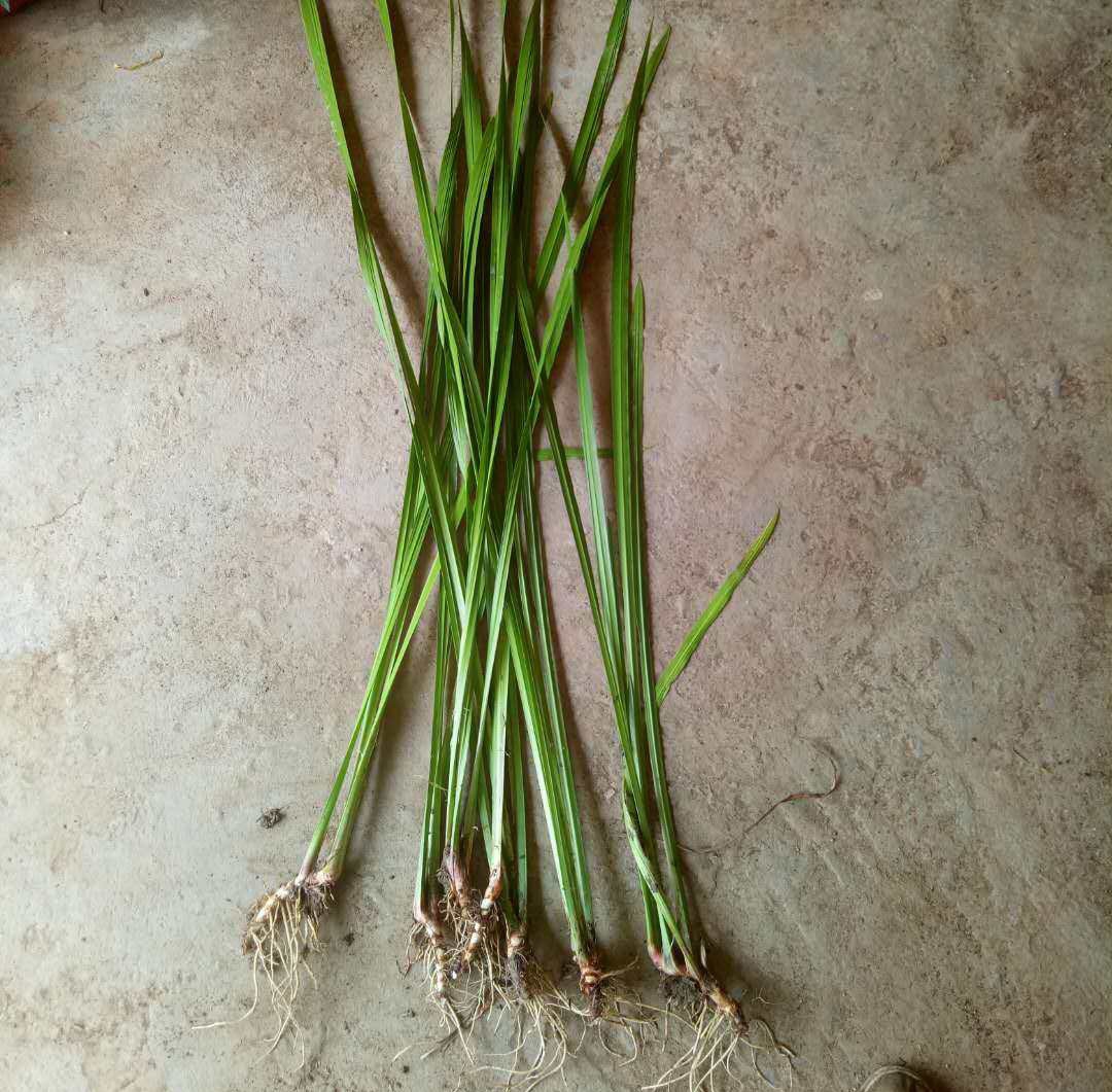 鎴峰涓嶈兘瑙︾鐨勬瘨鑺辨湁鍝簺,鍝簺姣掕姳涓嶈兘瑙︾