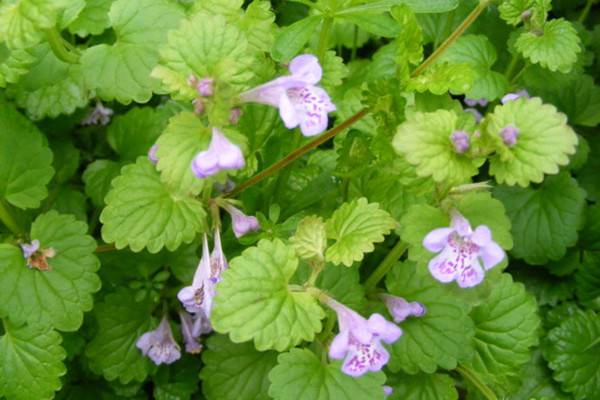 寓意健康长寿的盆景,寓意美好的盆景