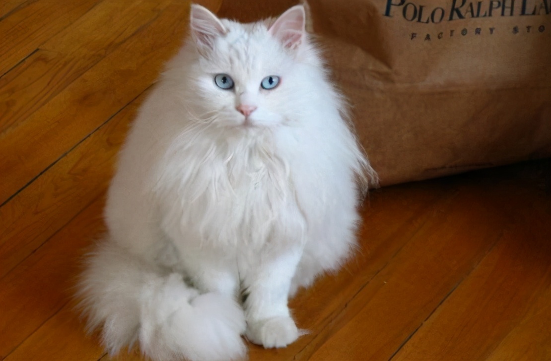 100种猫咪品种,100种猫咪名字大全