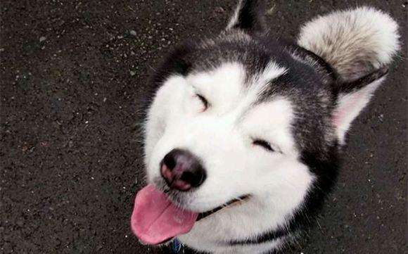 狗界的拆家神器哈士奇,拆家大队哈士奇全集