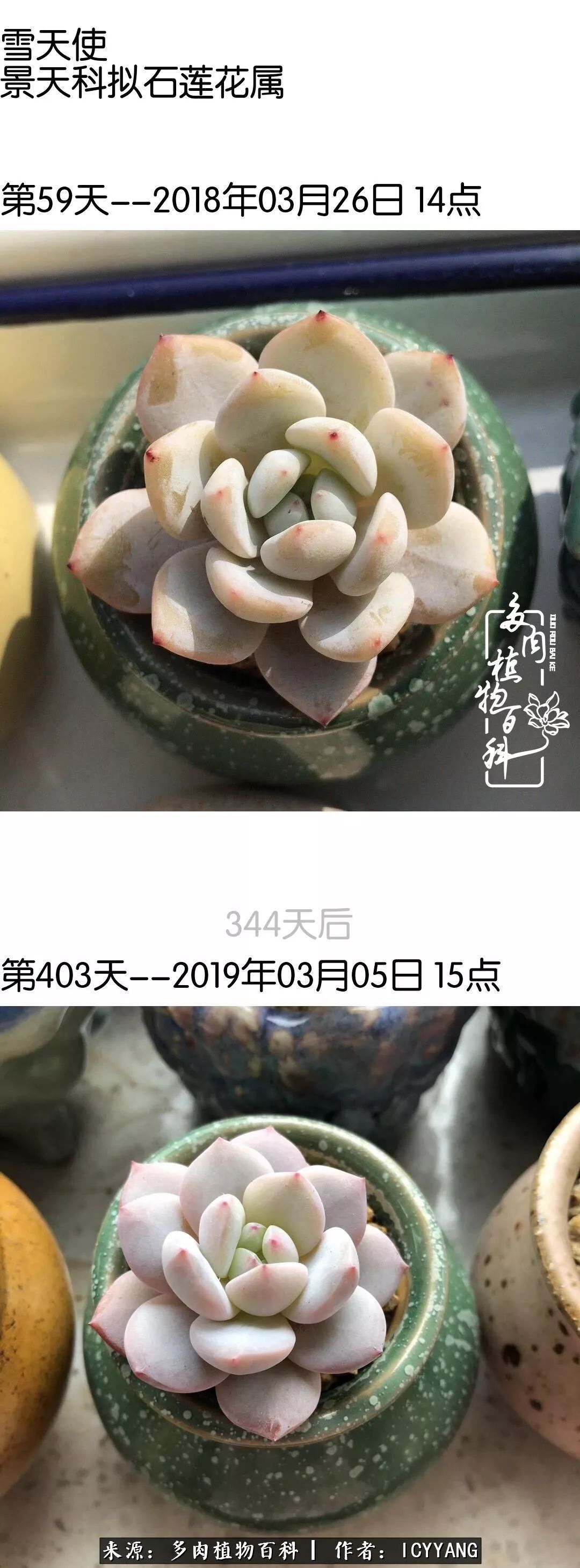 多肉隔着玻璃晒太阳效果好吗,隔着玻璃养的多肉照样长得好