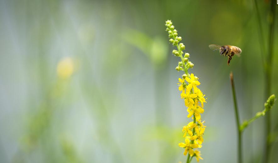 被蜜蜂蜇了该咋办,被蜜蜂蜇了该怎么办