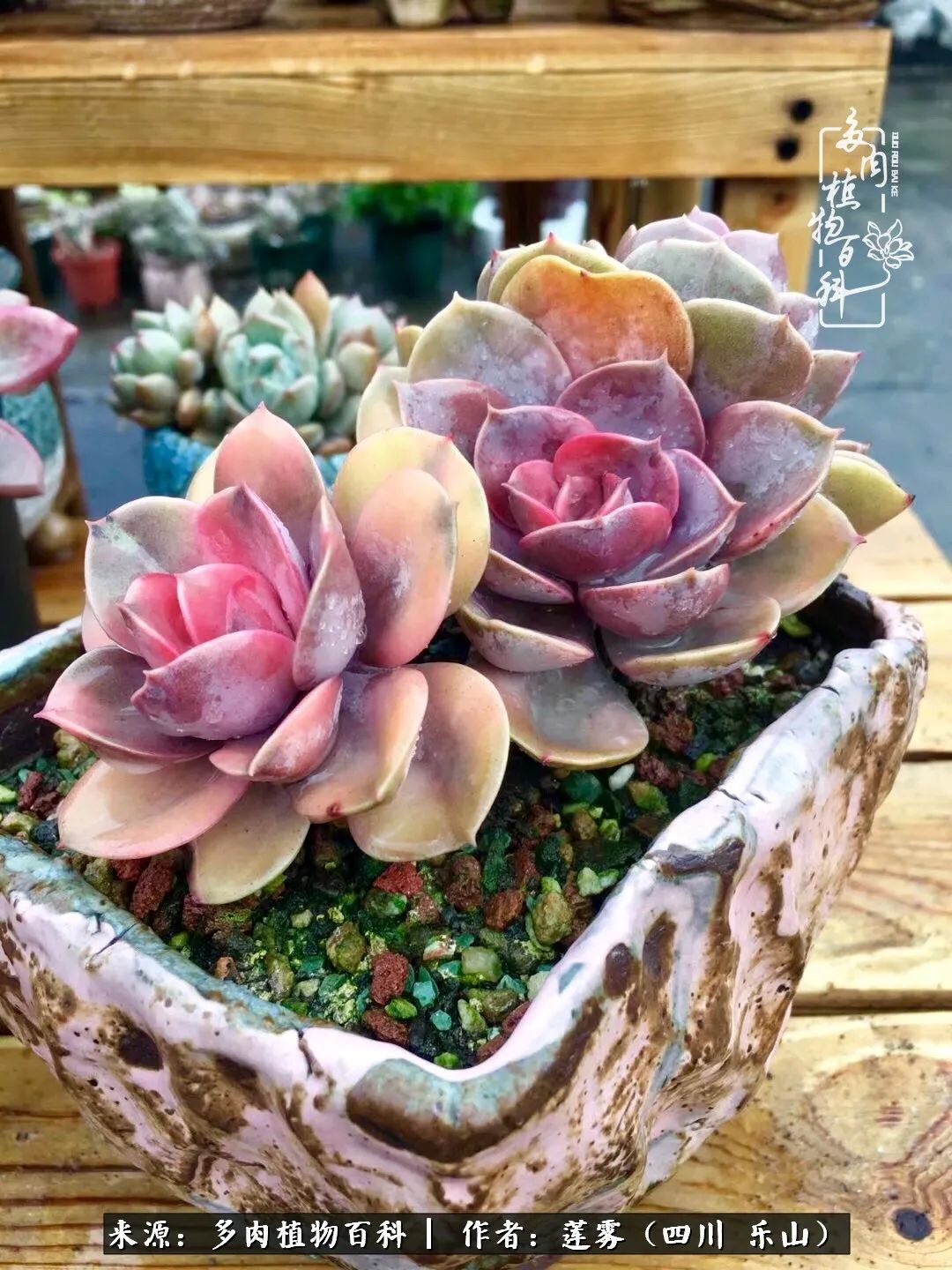 治愈系多肉精灵,初冬携一抹暖阳与多肉相伴