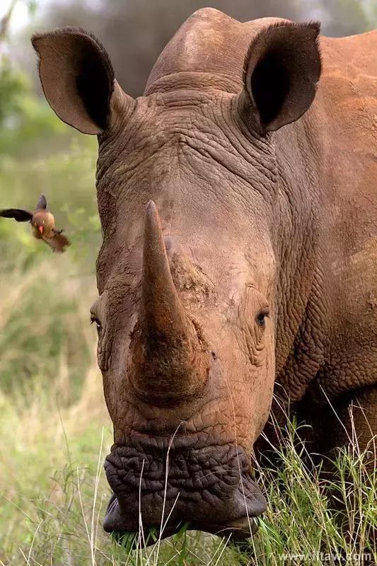 犀牛是否是牛科动物,动物大百科介绍之犀牛
