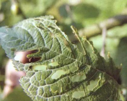 樱桃常见病虫害有哪些,樱桃常见病虫害有哪些症状