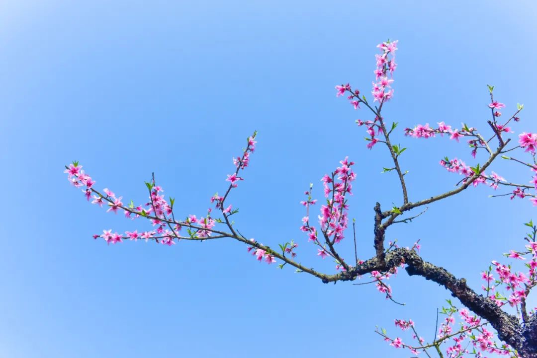 真假风流唐伯虎,唐伯虎假风流真倒霉