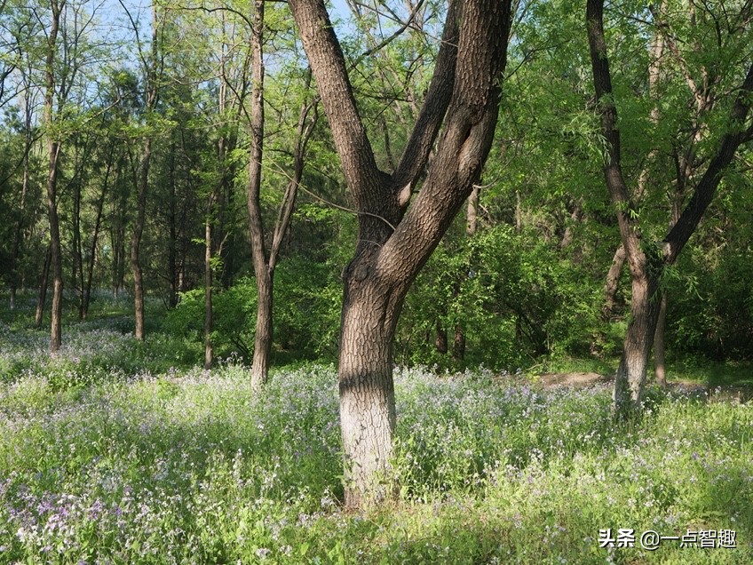 一亿像素手机拍照对比,主摄一亿像素的手机