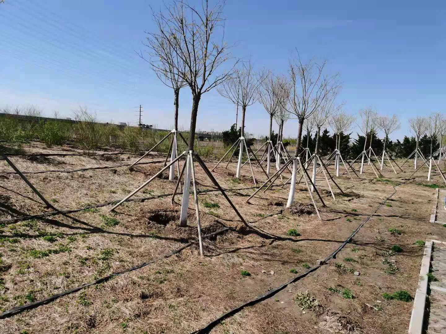 天津空港七彩花田几月去最好,空港七彩花田坐几路公交车去