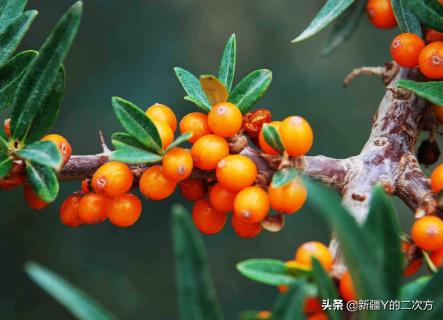 沙棘的历史与起源,新疆沙棘前景