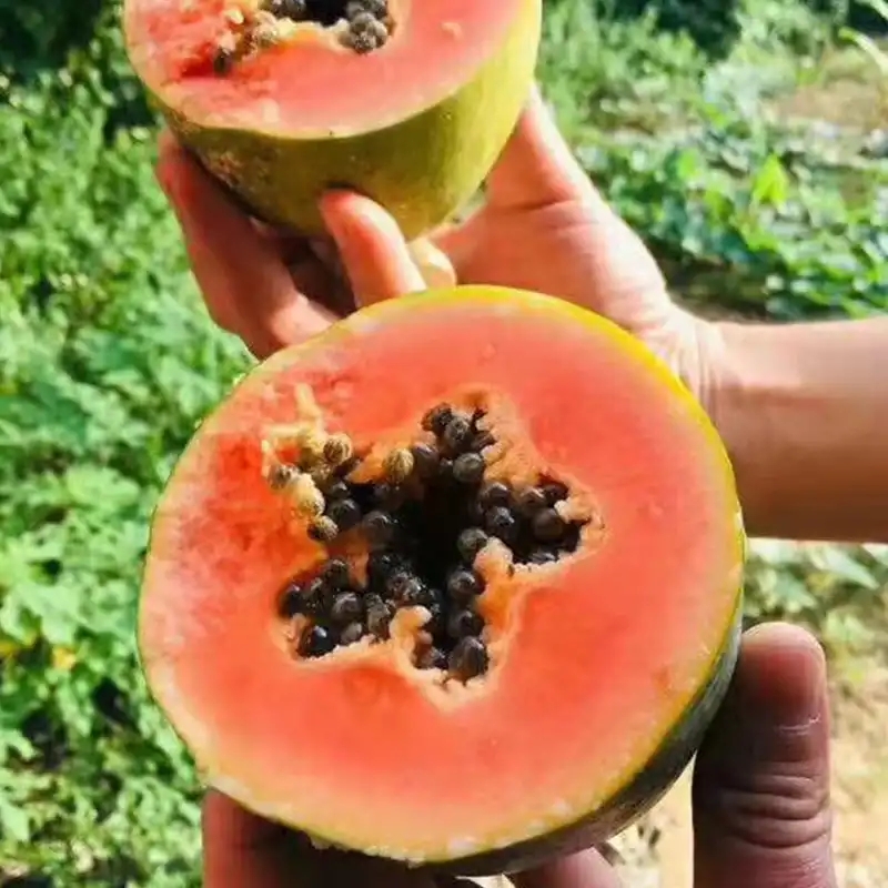 芒种节气适合吃什么水果,芒种吃啥水果