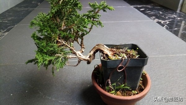 盆景老桩镂空舍利的制作,舍利盆景造型技艺图解