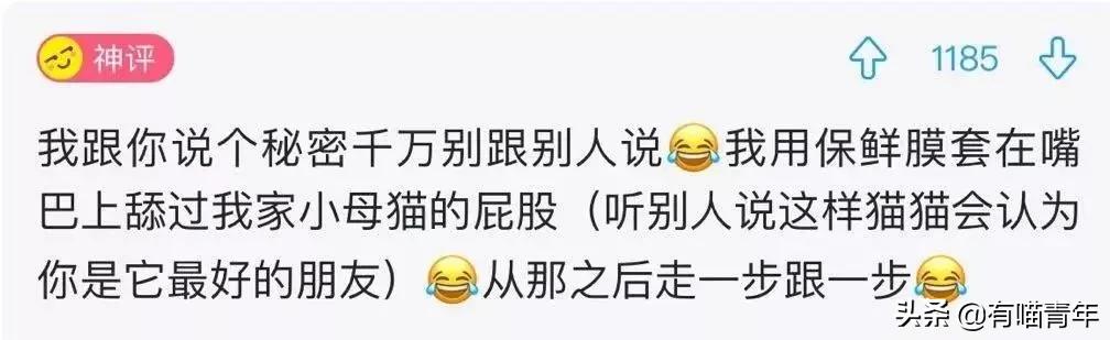 长毛猫撸猫毛工具,哪种撸猫毛的工具好用