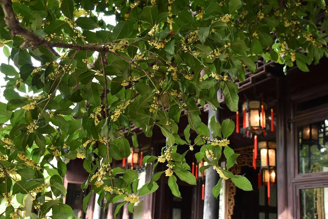 苏州城东北隅的赏桂佳处——耦园