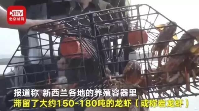 龙虾不吃东西,龙虾没人吃