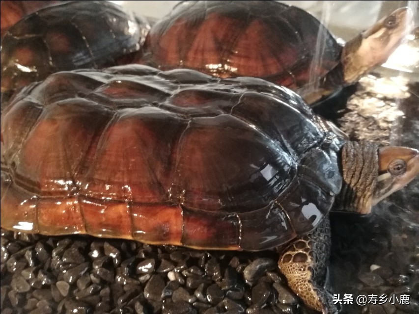 黄喉石金钱龟怎么养,黄喉拟水龟石金钱龟