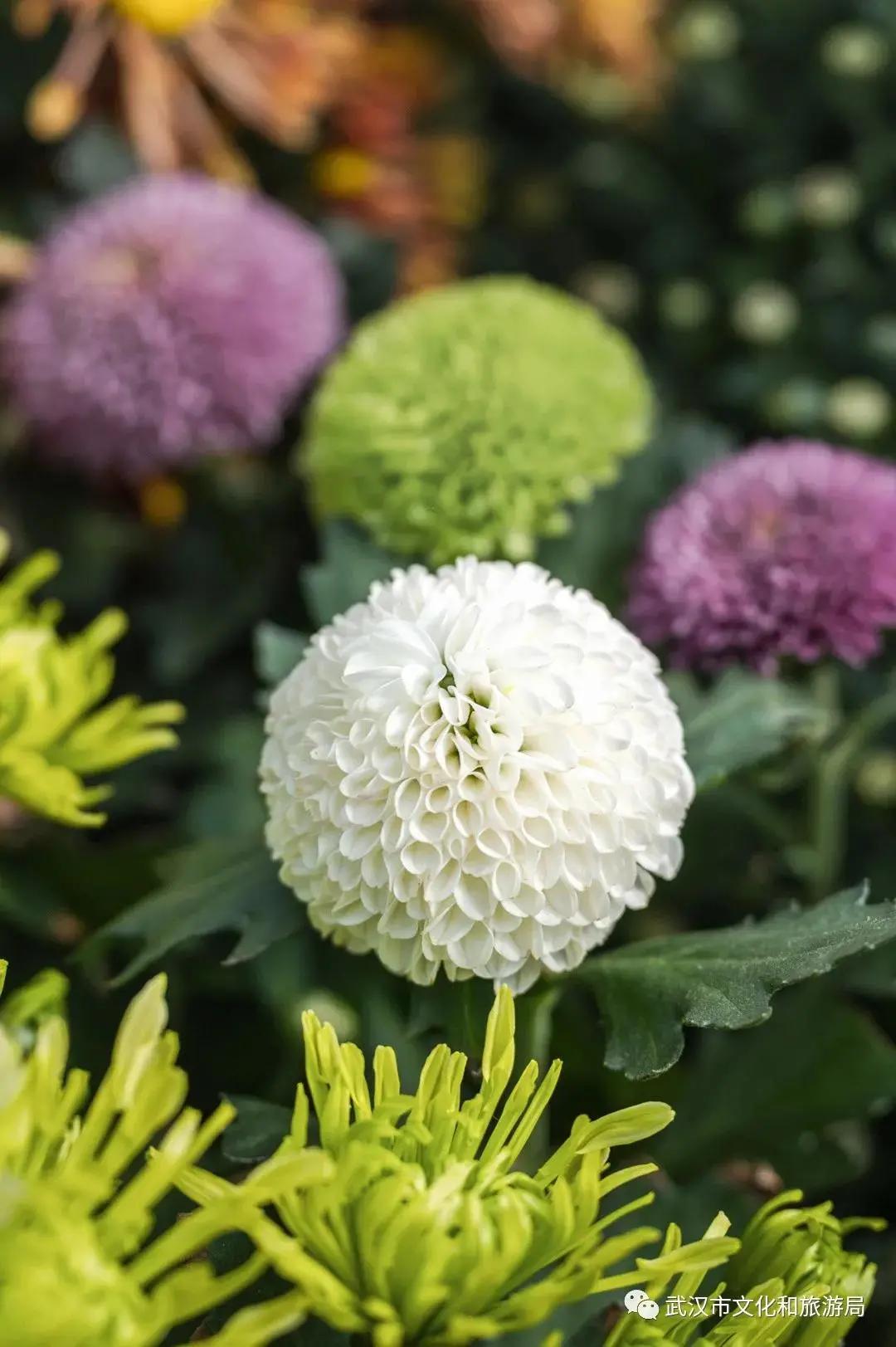 鏉ユ睙婊╄祻鑿婅姳,鑿婅姳鐑傛极