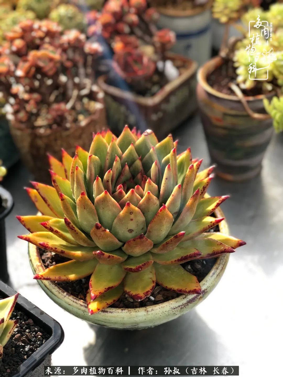 与多肉一起成长,与多肉相伴