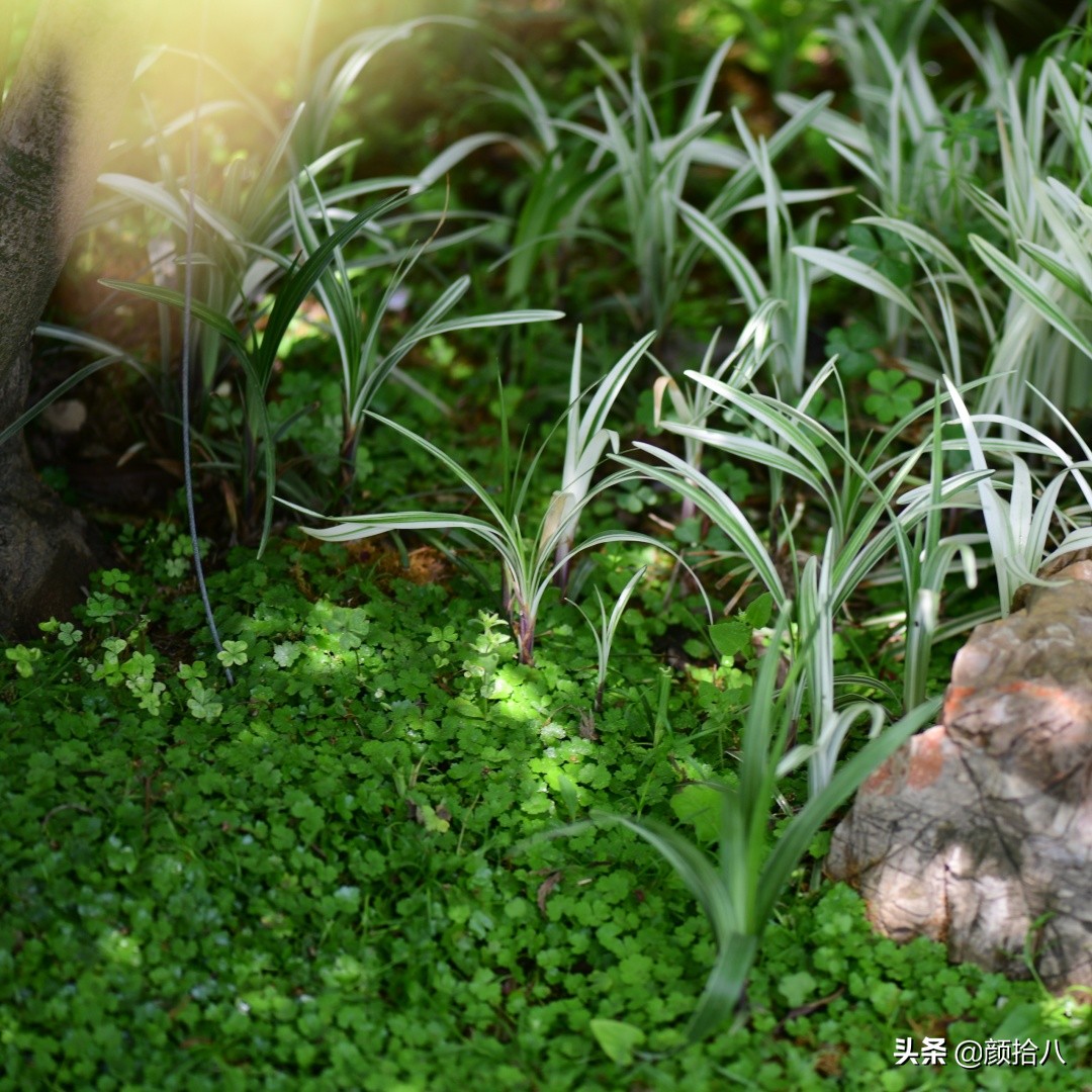 花园里的银边麦冬太好看，竟然被偷了|园丁