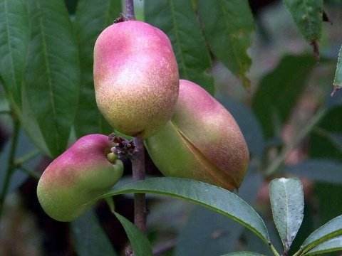 油桃幼果期裂果怎么回事,冬桃裂果最佳防治方法