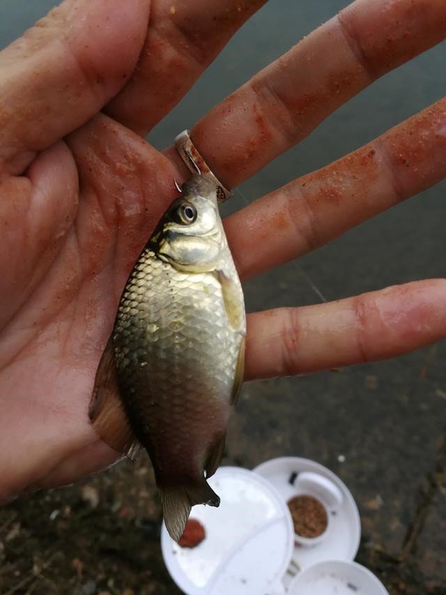 钓鱼渔获总是不如别人怎么回事，总结了六招给大家