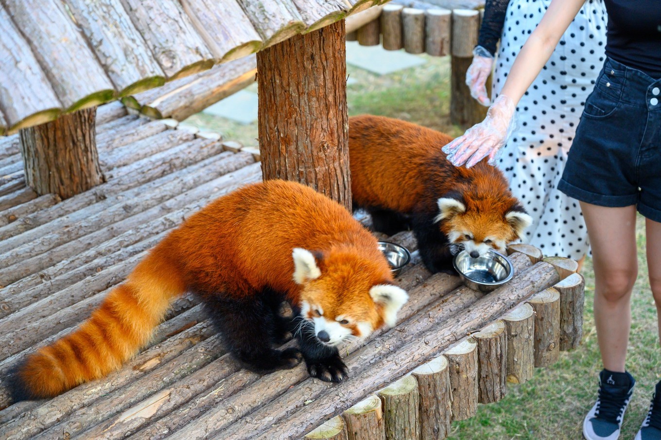 走进南京高淳,打卡网红打卡地固城湾景区,品尝固城湖螃蟹