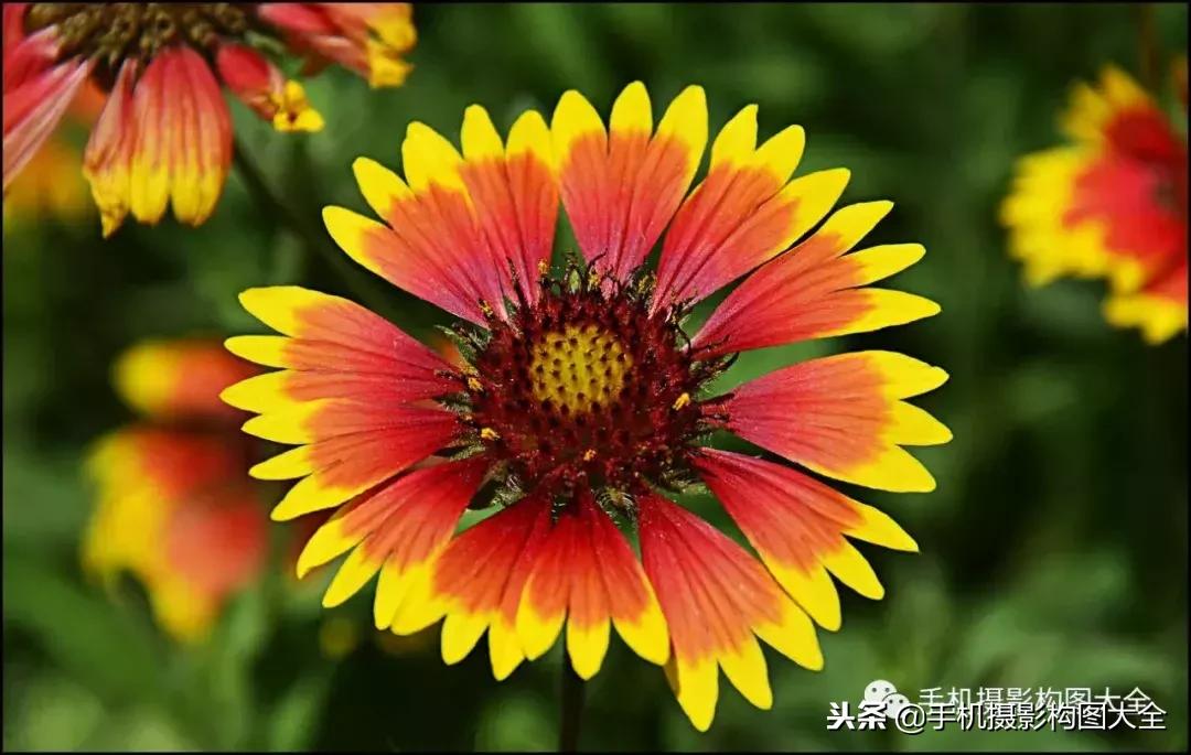 手机拍秋天摄影,记录秋天里的美好手机摄影