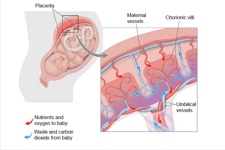胎盘是骗局么,胎盘骗局