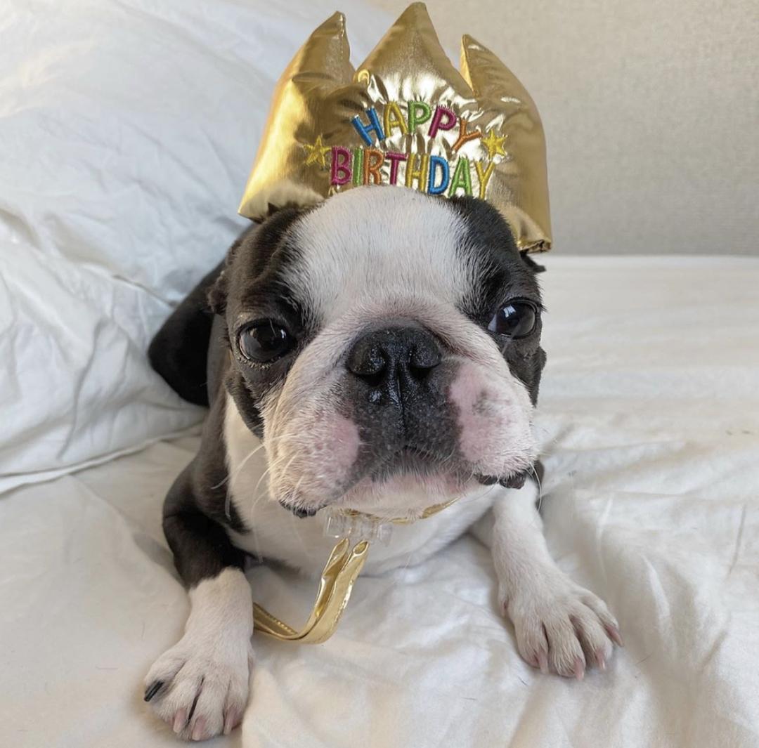 惹人喜爱的萌犬,萌犬