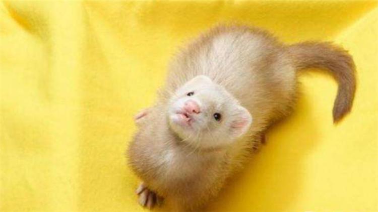 宠物貂可以活多少年,宠物貂能活多少年