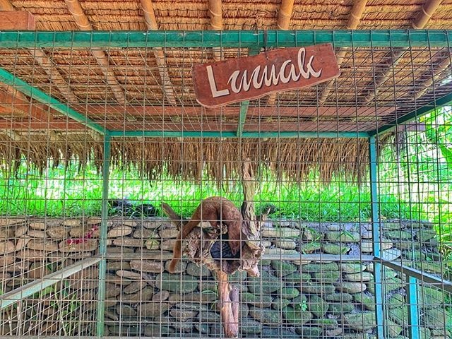猫屎咖啡有最低消费吗,猫屎咖啡是怎么来的太让人心痛了