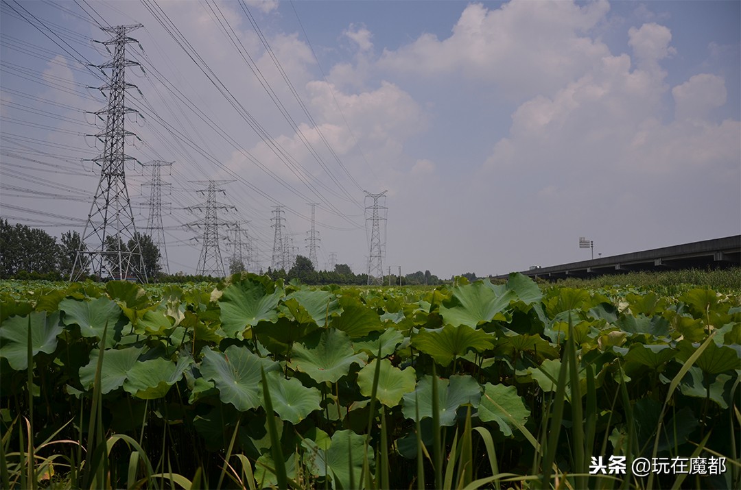 上海以农业为主的区,上海郊区发展最好的镇