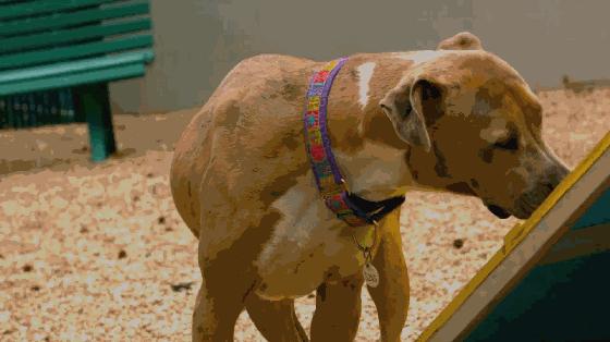 注意有哪些特征,出门被狗咬怎么防