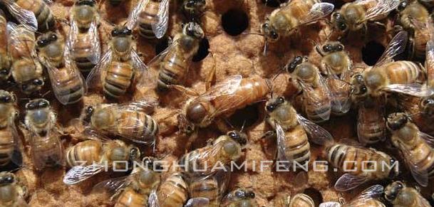 蜜蜂养殖技术新手养殖不可错过,蜜蜂养殖基本技术总结