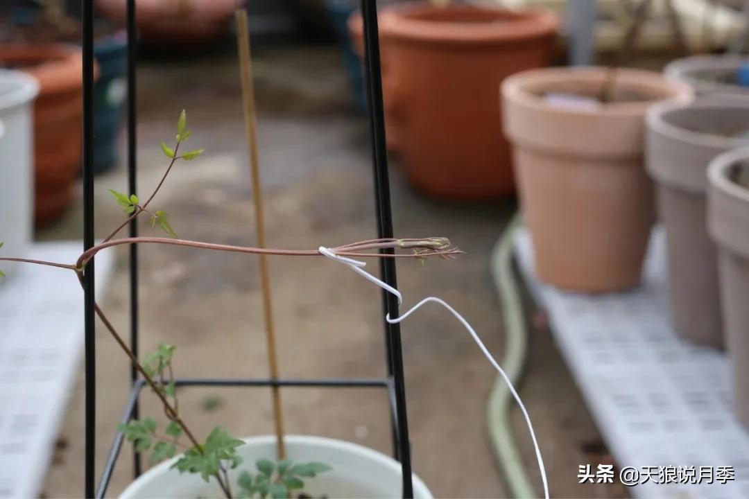 别人做梦都想要的花墙，他早就用铁线莲实现了