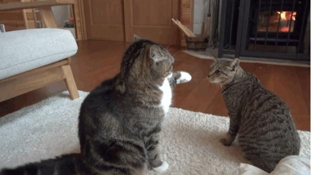 盘点那些霸道总裁猫咪,霸道总裁猫咪