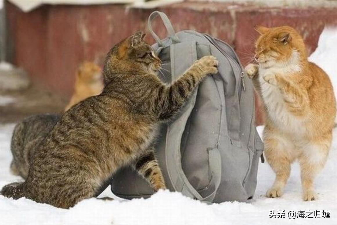 神级抓拍图片,25张令人惊叹的“神”级抓拍