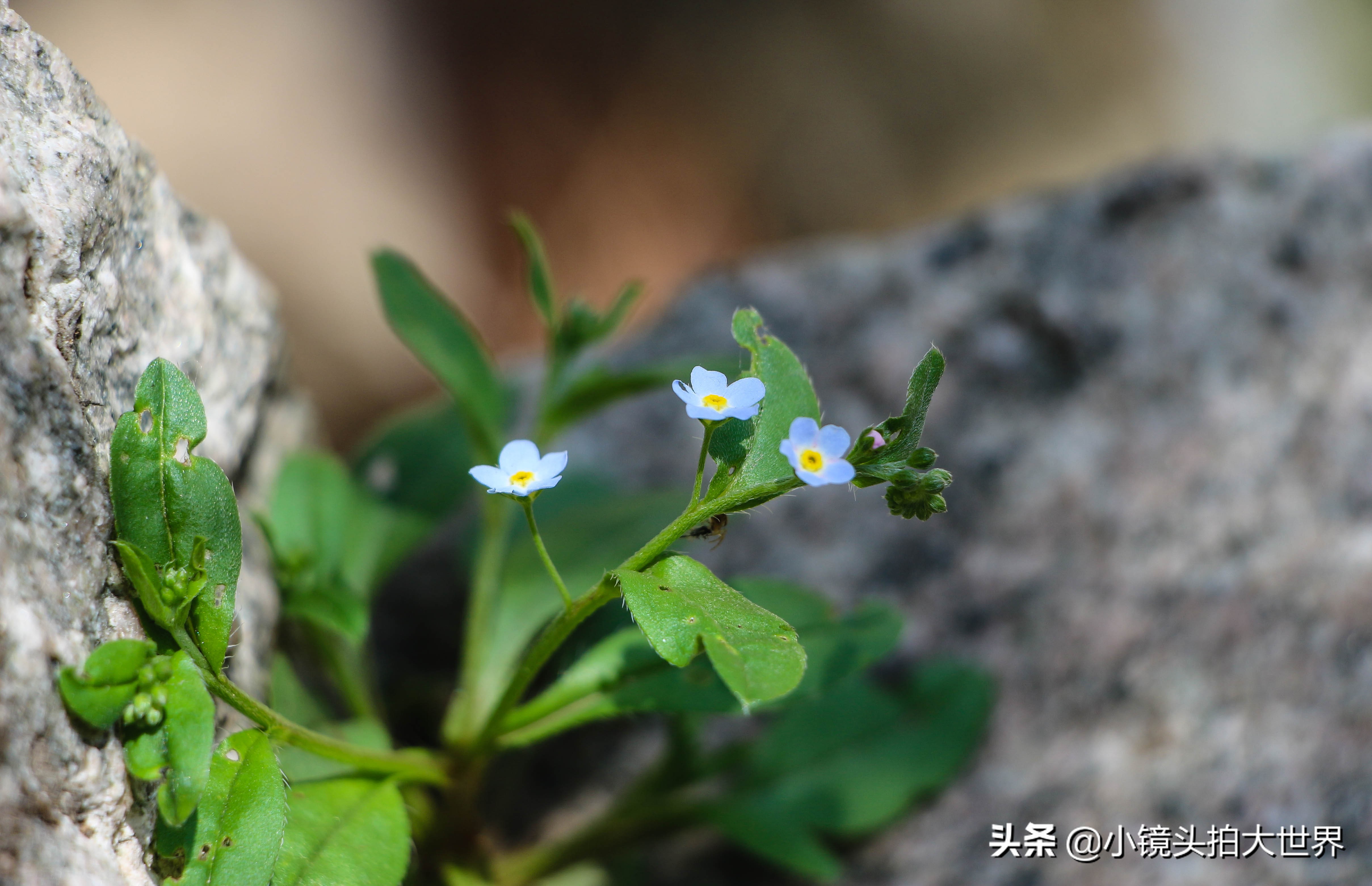 泰安泰山区天烛峰路,山东泰安泰山风景区天烛峰