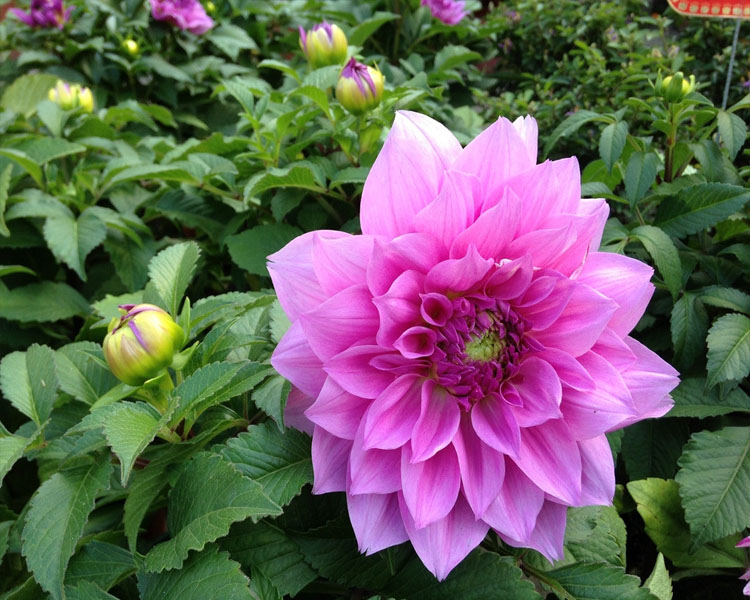 养花人的烦恼下雨刮风搬来搬去,养花的烦恼就是虫子