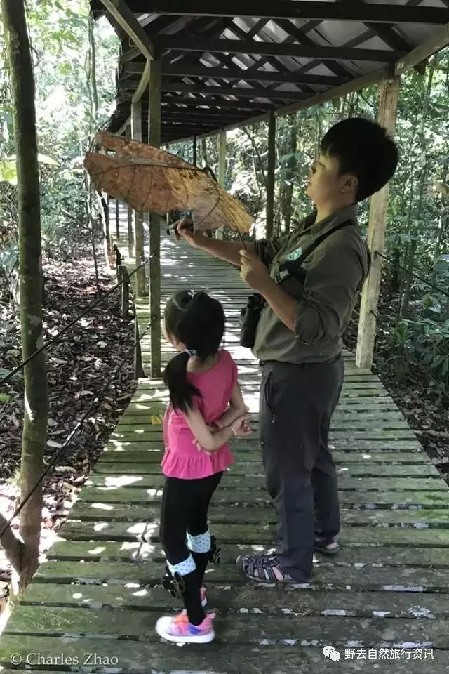 待疫情平息,和孩子一起探索“失落的世界”婆罗洲原始雨林