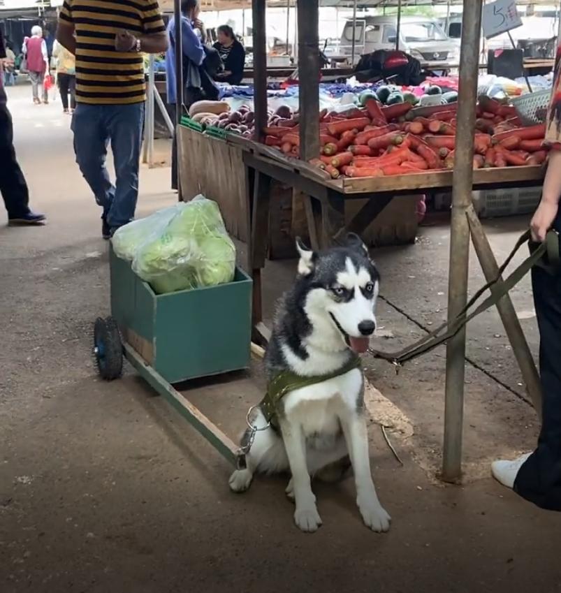 饲养哈士奇最正确的方法,怎么可以把哈士奇饲养更大