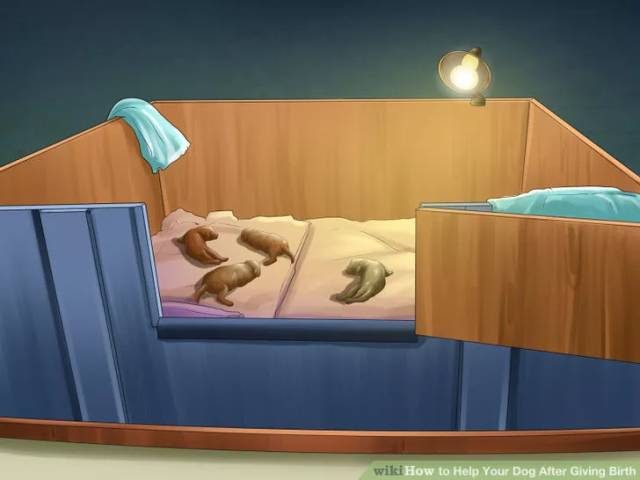 狗狗坐月子该注意什么,狗狗例假期间注意哪些