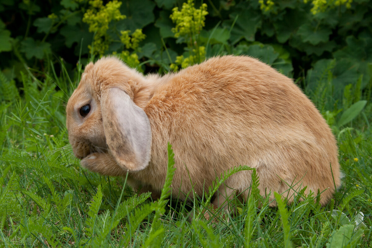 兔子耳螨用什么药物在药店买,给兔子看耳螨要花多少钱