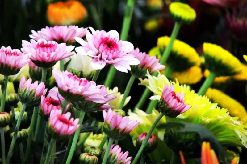 开远是哪个地方,开远市离边境多远