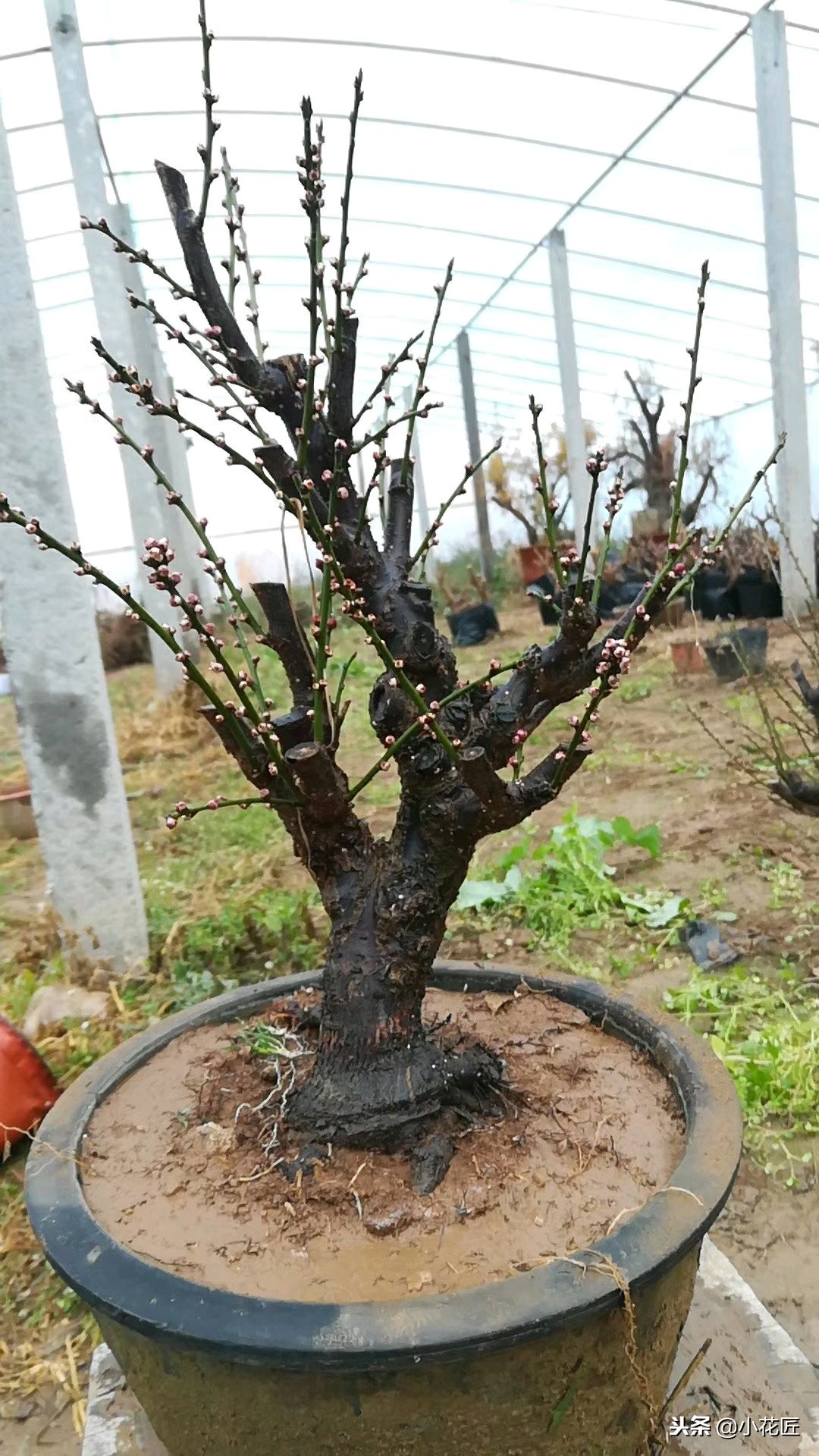 红梅冬季该如何养护？是否需要冻一冻？