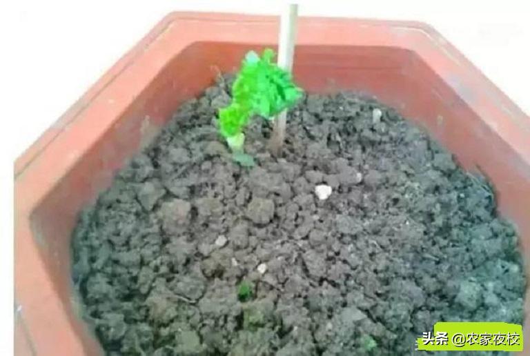 如何用土种香菜根,香菜根怎么用土栽培视频